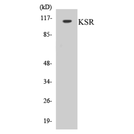 Western Blot - KSR Cell Based ELISA Kit (CB5410) - Antibodies.com