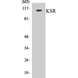 Western Blot - KSR Cell Based ELISA Kit (CB5410) - Antibodies.com