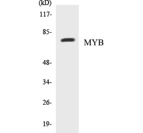 Western Blot - MYB Cell Based ELISA Kit (CB5475) - Antibodies.com