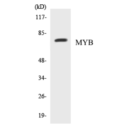 Western Blot - MYB Cell Based ELISA Kit (CB5475) - Antibodies.com