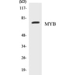 Western Blot - MYB Cell Based ELISA Kit (CB5475) - Antibodies.com