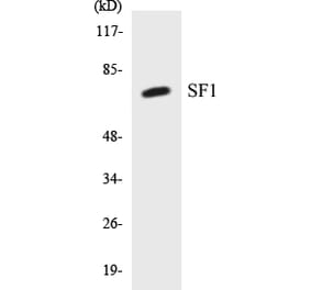 Western Blot - SF1 Cell Based ELISA Kit (CB5626) - Antibodies.com