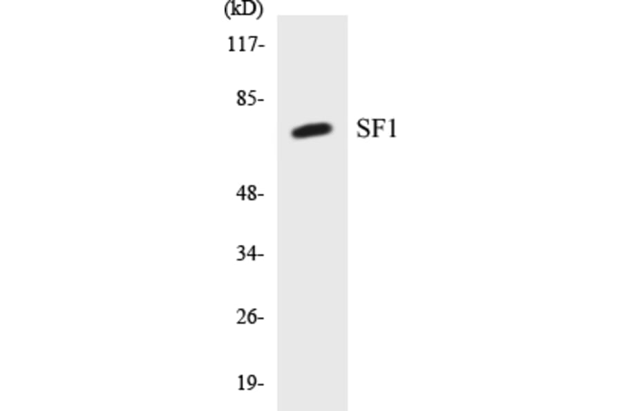Western Blot - SF1 Cell Based ELISA Kit (CB5626) - Antibodies.com