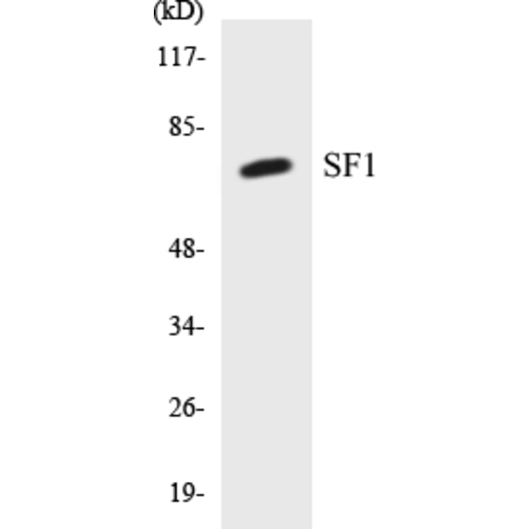 Western Blot - SF1 Cell Based ELISA Kit (CB5626) - Antibodies.com