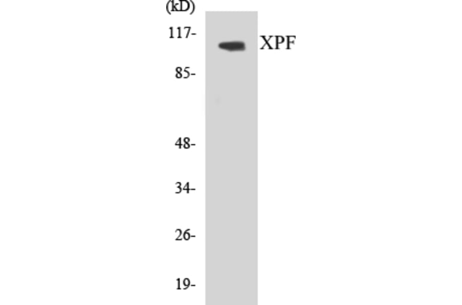 Western Blot - XPF Cell Based ELISA Kit (CB5734) - Antibodies.com