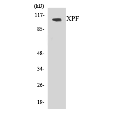 Western Blot - XPF Cell Based ELISA Kit (CB5734) - Antibodies.com