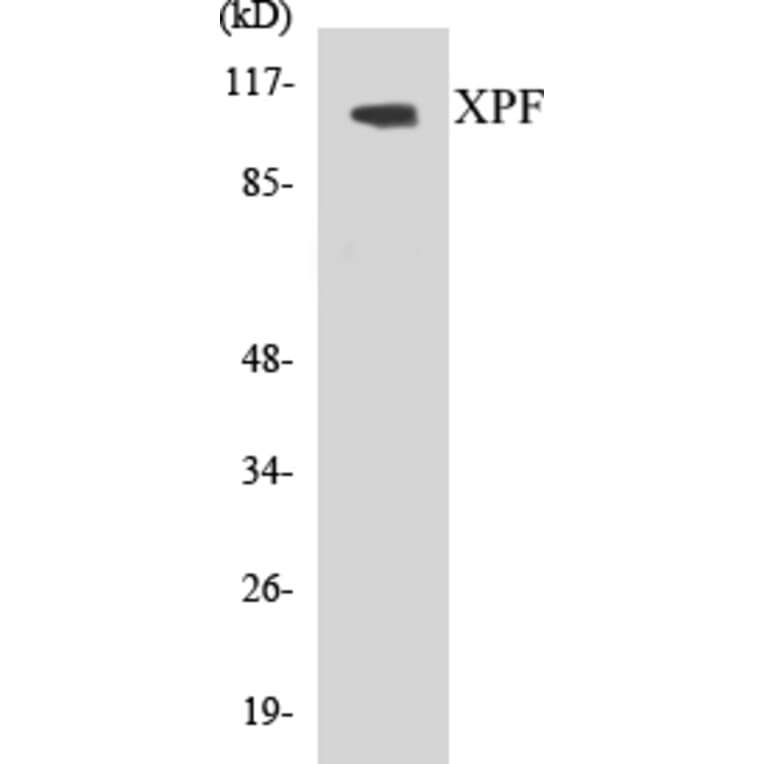 Western Blot - XPF Cell Based ELISA Kit (CB5734) - Antibodies.com