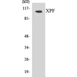 Western Blot - XPF Cell Based ELISA Kit (CB5734) - Antibodies.com