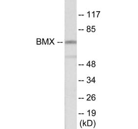 Western Blot - BMX Cell Based ELISA Kit (CB5909) - Antibodies.com