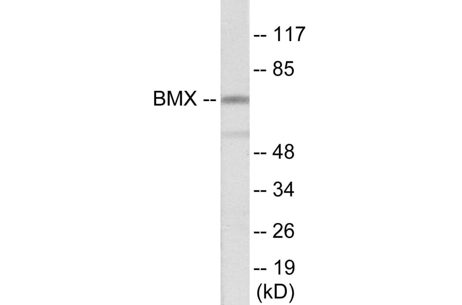 Western Blot - BMX Cell Based ELISA Kit (CB5909) - Antibodies.com