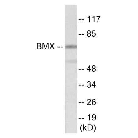 Western Blot - BMX Cell Based ELISA Kit (CB5909) - Antibodies.com