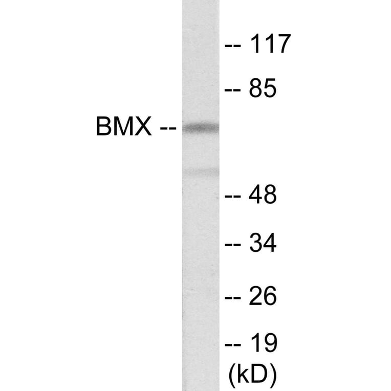 Western Blot - BMX Cell Based ELISA Kit (CB5909) - Antibodies.com