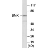 Western Blot - BMX Cell Based ELISA Kit (CB5909) - Antibodies.com