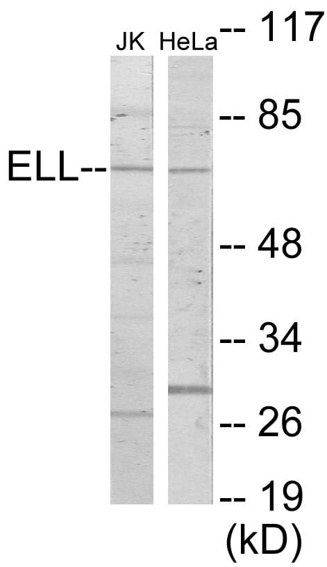 ELL Cell Based ELISA Kit (A103575)