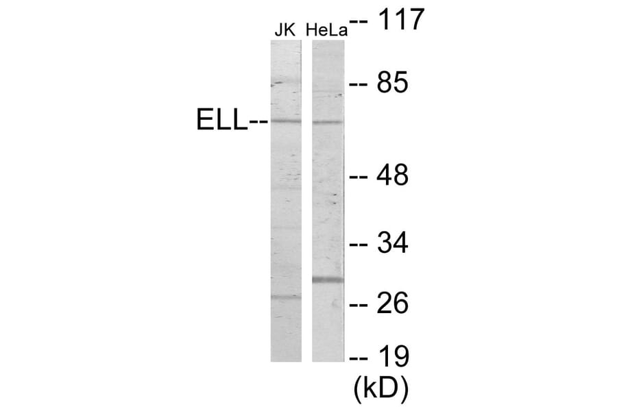 Western Blot - ELL Cell Based ELISA Kit (CB5926) - Antibodies.com