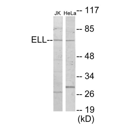 Western Blot - ELL Cell Based ELISA Kit (CB5926) - Antibodies.com