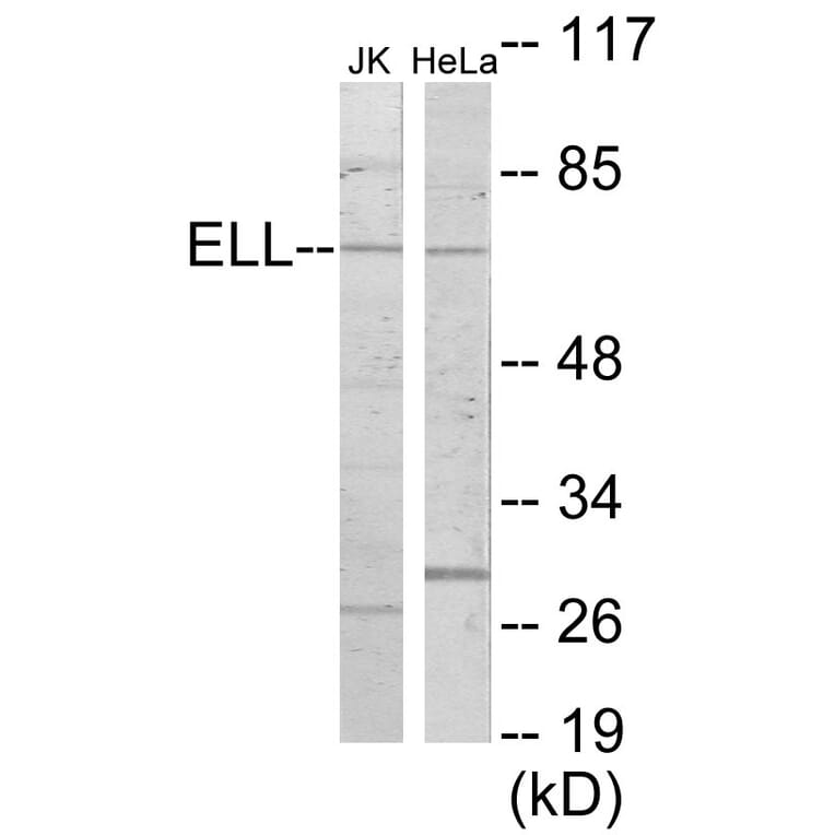 Western Blot - ELL Cell Based ELISA Kit (CB5926) - Antibodies.com