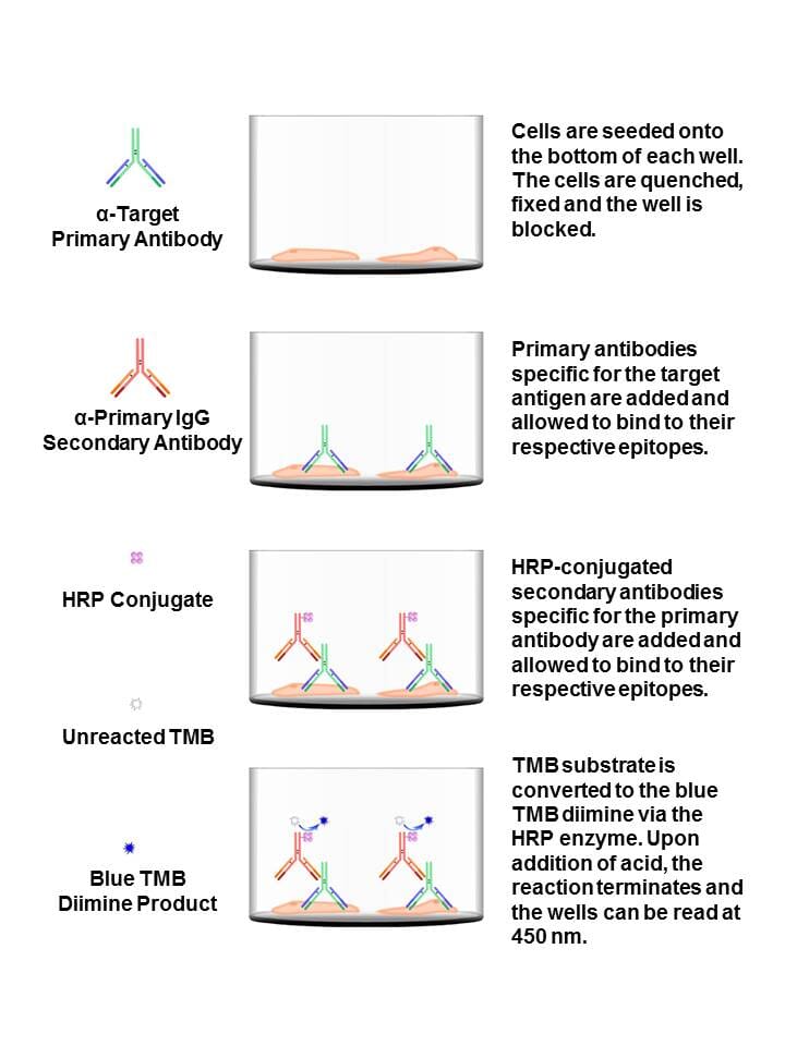 ELL Cell Based ELISA Kit (A103575)