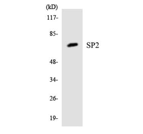 Western Blot - SP2 Cell Based ELISA Kit (CB5953) - Antibodies.com