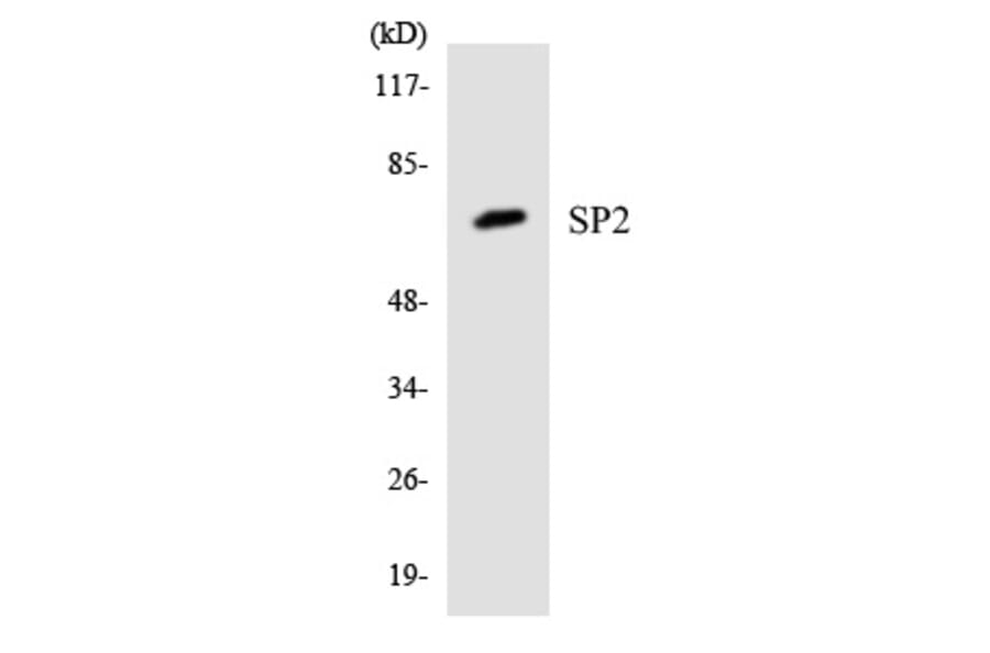 Western Blot - SP2 Cell Based ELISA Kit (CB5953) - Antibodies.com