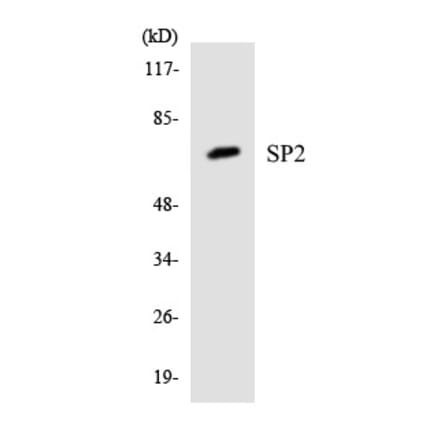Western Blot - SP2 Cell Based ELISA Kit (CB5953) - Antibodies.com