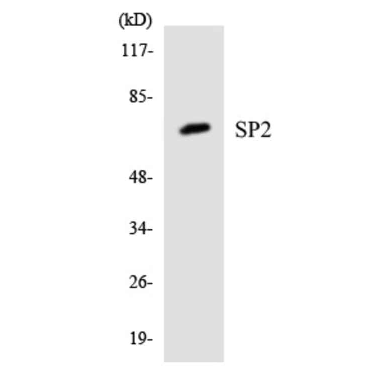 Western Blot - SP2 Cell Based ELISA Kit (CB5953) - Antibodies.com