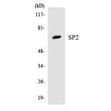 Western Blot - SP2 Cell Based ELISA Kit (CB5953) - Antibodies.com