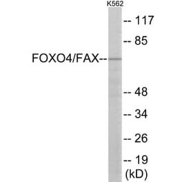 Western Blot - AFX Cell Based ELISA Kit (CB6148) - Antibodies.com