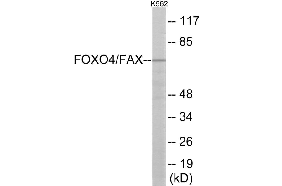 Western Blot - AFX Cell Based ELISA Kit (CB6148) - Antibodies.com