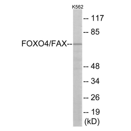 Western Blot - AFX Cell Based ELISA Kit (CB6148) - Antibodies.com