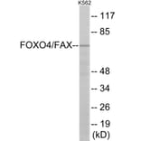 Western Blot - AFX Cell Based ELISA Kit (CB6148) - Antibodies.com