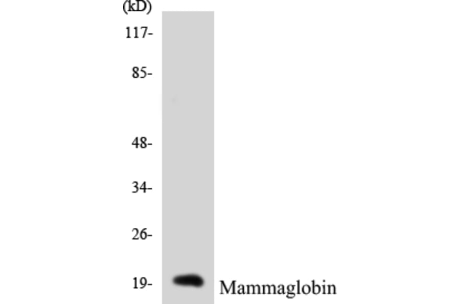 Western Blot - Mammaglobin Cell Based ELISA Kit (CB5423) - Antibodies.com