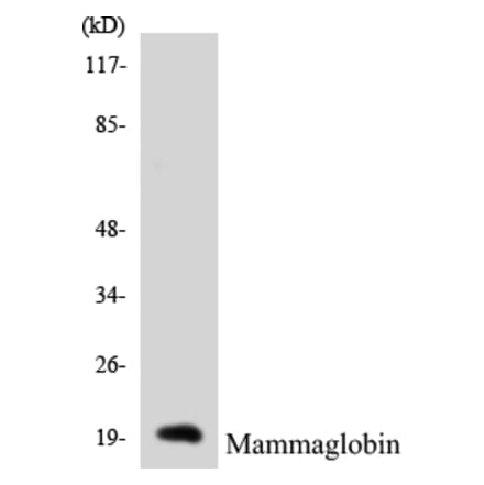 Western Blot - Mammaglobin Cell Based ELISA Kit (CB5423) - Antibodies.com