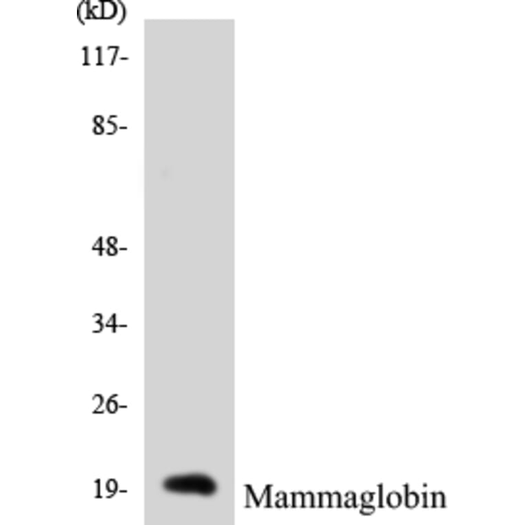 Western Blot - Mammaglobin Cell Based ELISA Kit (CB5423) - Antibodies.com