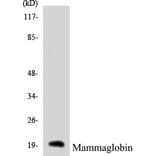 Western Blot - Mammaglobin Cell Based ELISA Kit (CB5423) - Antibodies.com