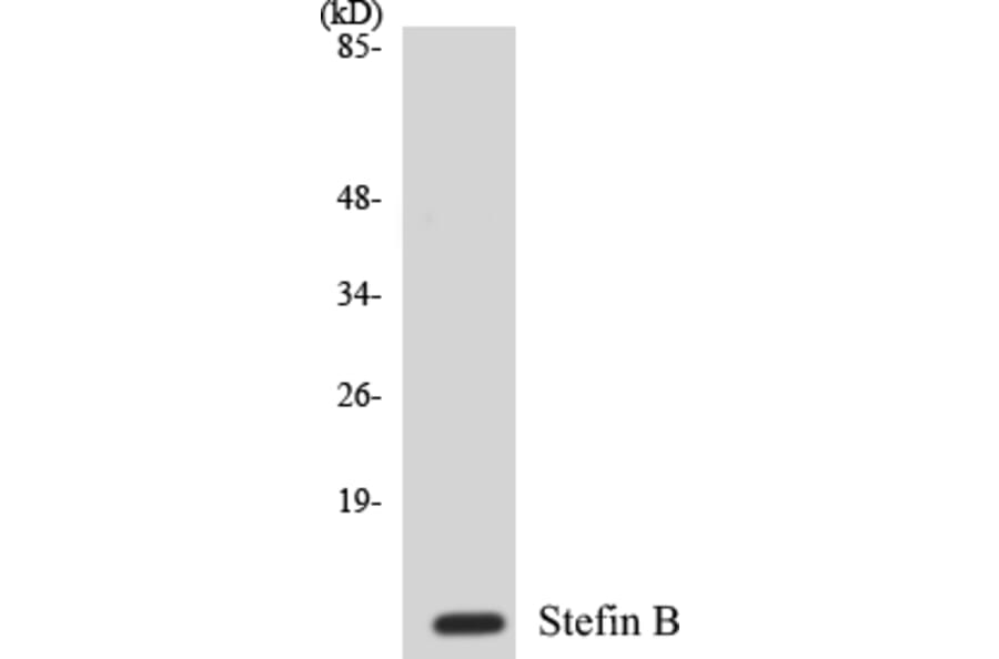 Western Blot - Stefin B Cell Based ELISA Kit (CB5663) - Antibodies.com