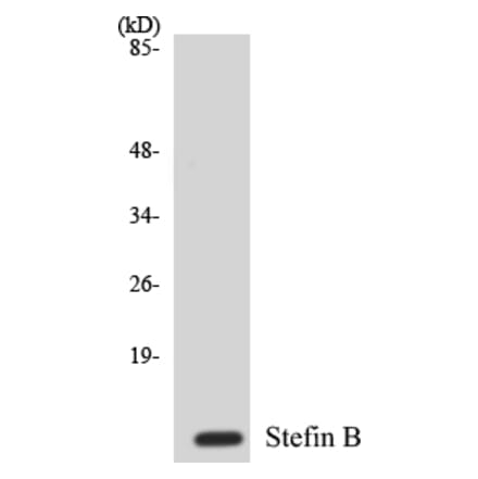 Western Blot - Stefin B Cell Based ELISA Kit (CB5663) - Antibodies.com