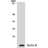 Western Blot - Stefin B Cell Based ELISA Kit (CB5663) - Antibodies.com