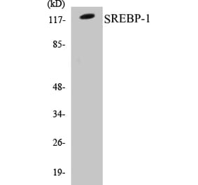 Western Blot - SREBP-1 Cell Based ELISA Kit (CB5650) - Antibodies.com
