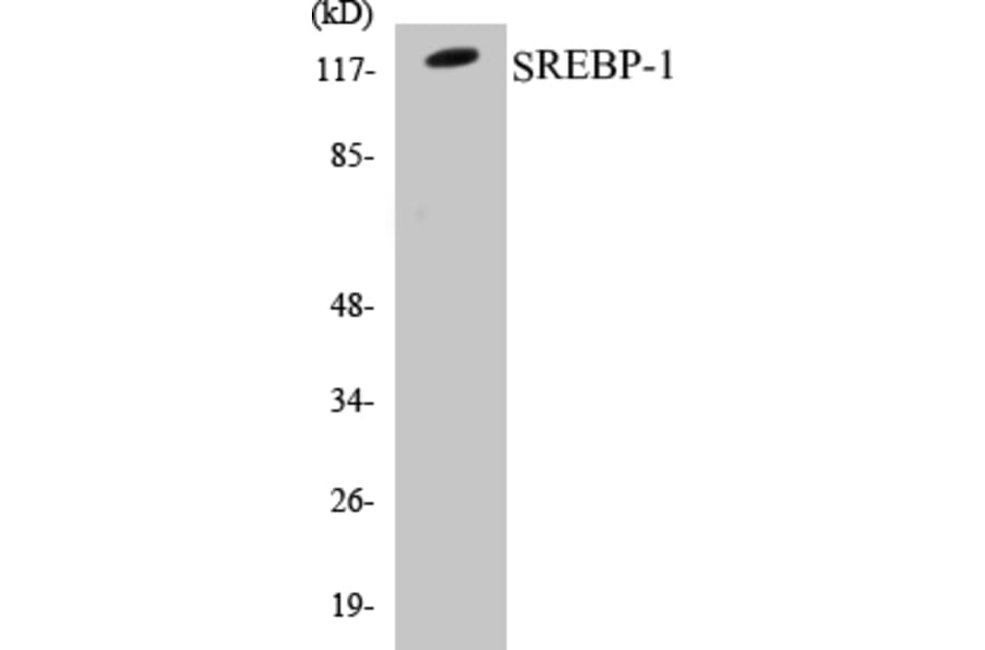 Western Blot - SREBP-1 Cell Based ELISA Kit (CB5650) - Antibodies.com