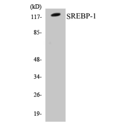 Western Blot - SREBP-1 Cell Based ELISA Kit (CB5650) - Antibodies.com