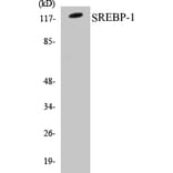 Western Blot - SREBP-1 Cell Based ELISA Kit (CB5650) - Antibodies.com
