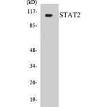Western Blot - STAT2 Cell Based ELISA Kit (CB5655) - Antibodies.com
