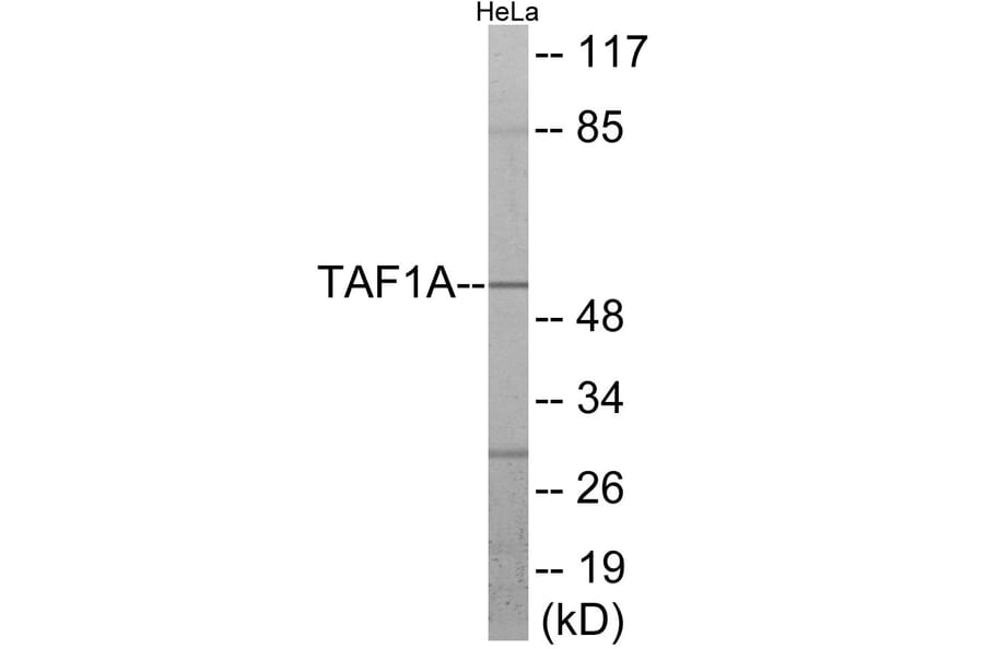 Western Blot - TAF1A Cell Based ELISA Kit (CB6023) - Antibodies.com