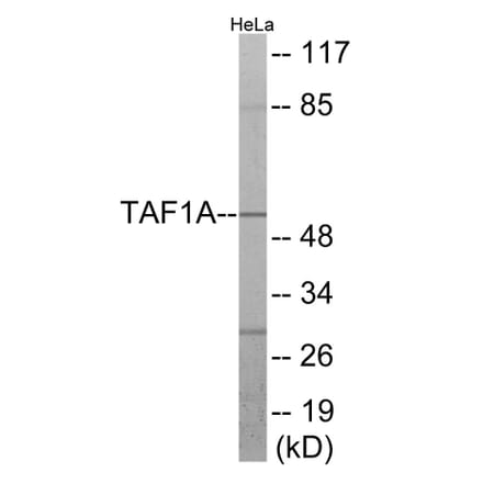 Western Blot - TAF1A Cell Based ELISA Kit (CB6023) - Antibodies.com