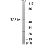 Western Blot - TAF1A Cell Based ELISA Kit (CB6023) - Antibodies.com