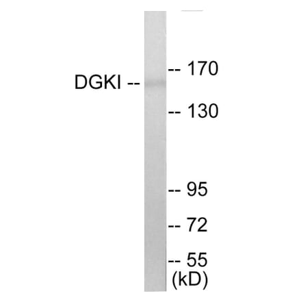 Western Blot - DGKI Cell Based ELISA Kit (CB5809) - Antibodies.com