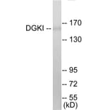Western Blot - DGKI Cell Based ELISA Kit (CB5809) - Antibodies.com