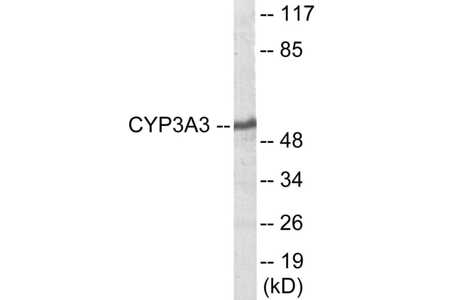 Western Blot - Cytochrome P45 03A4 + 5 Cell Based ELISA Kit (CB6140) - Antibodies.com