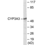 Western Blot - Cytochrome P45 03A4 + 5 Cell Based ELISA Kit (CB6140) - Antibodies.com